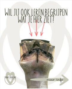 5 Hearts Hoofcare - hoefcursus - bekapper - hoefverzorging - unique-horn - red horse - hoefschoenen