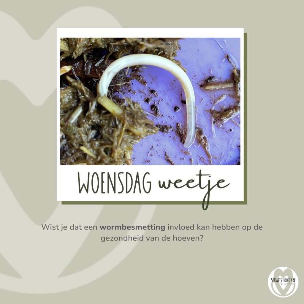 5 hearts hoofcare- woensdag-weetje