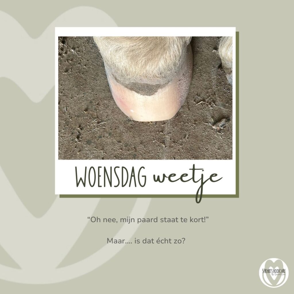 5 hearts hoofcare- woensdag-weetje