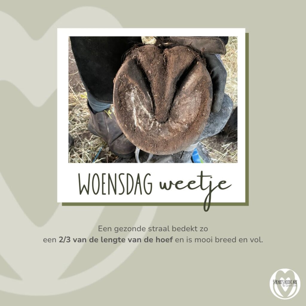 5 hearts hoofcare- woensdag-weetje